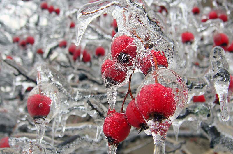 <a href=zt/tanghulu target=_blank><u>冰糖葫芦</u></a>的做法1