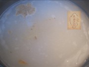 养生食谱大放送