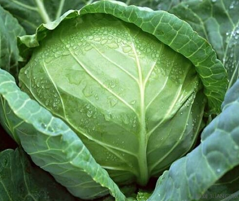 怎么挑圆<a href=/shicai/shucai/BaiCai/index.html target=_blank><u>白菜</u></a>