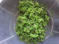 养生食谱大放送