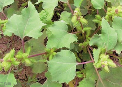 中草药苍耳子功效有哪些 盘点苍耳子的功效和作用