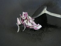 养生食谱大放送