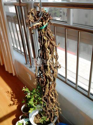 豇<a href=/shicai/mimian/DouGan/index.html target=_blank><u>豆干</u></a>