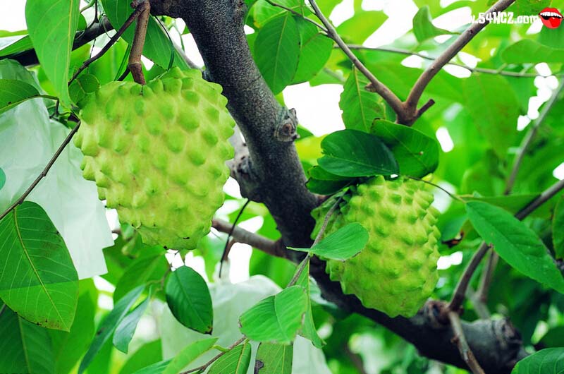 番<a href=/shicai/guopin/LiZhi/index.html target=_blank><u>荔枝</u></a>价格2