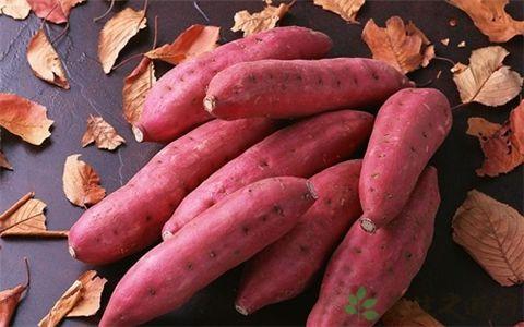 <a href=/shicai/shucai/HongShu/index.html target=_blank><u>红薯</u></a>吃多了会怎样