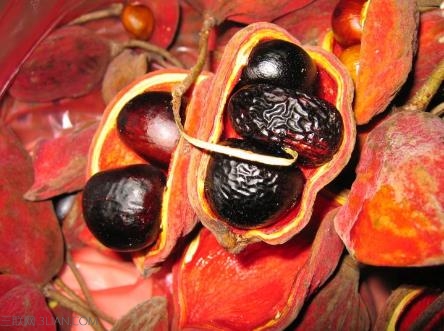 苹婆是什么？吃苹婆的好处   