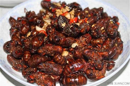 蝉蛹的营养价值