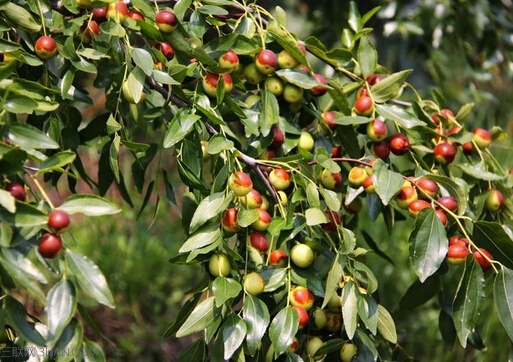 <a href=/shicai/guopin/SuanZao/index.html target=_blank><u>酸<a href=/shicai/guopin/Zao/index.html target=_blank><u>枣</u></a></u></a>仁怎么吃？<a href=/shicai/guopin/SuanZao/index.html target=_blank><u>酸<a href=/shicai/guopin/Zao/index.html target=_blank><u>枣</u></a></u></a>仁的功效与作用     