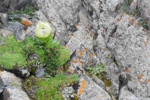 天山雪莲的功效与禁忌 名贵中药材的习性解析