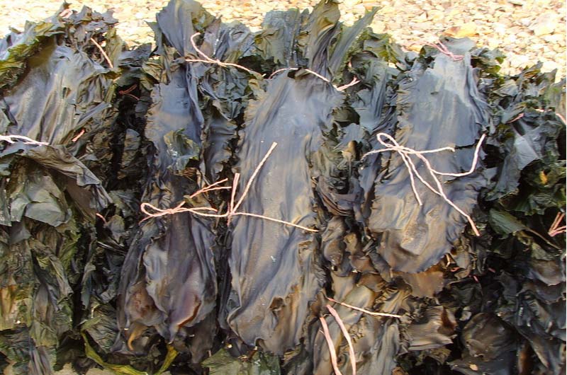 干<a href=/shicai/shuichanpin/HaiDai/index.html target=_blank><u>海带</u></a>怎么做好吃2