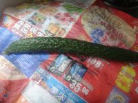 养生食谱大放送