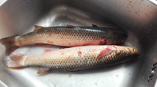 清炖<a href=/shicai/shuichanpin/SuoYu/index.html target=_blank><u>梭鱼</u></a>