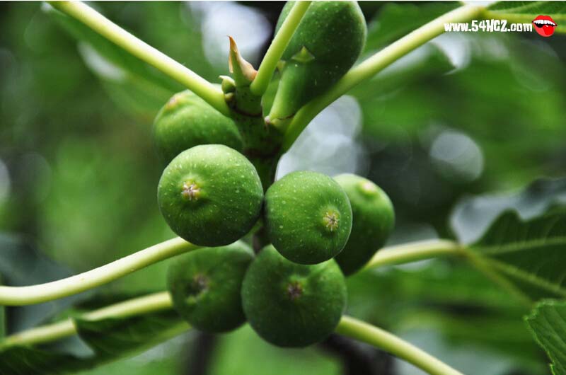 <a href=/shicai/guopin/WuHuaGuo/index.html target=_blank><u>无花果</u></a>产地2