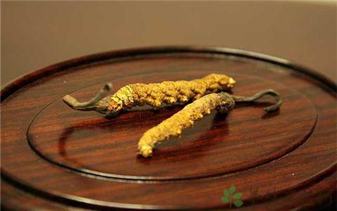 冬虫夏草的营养价值_冬虫夏草的食用功效