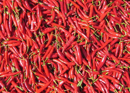 不能吃<a href=/shicai/shucai/LaJiao/index.html target=_blank><u>辣椒</u></a>