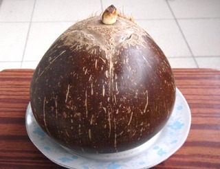 椰奶<a href=/shicai/yaoshi/YaWo/index.html target=_blank><u>燕窝</u></a>