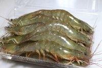 养生食谱大放送