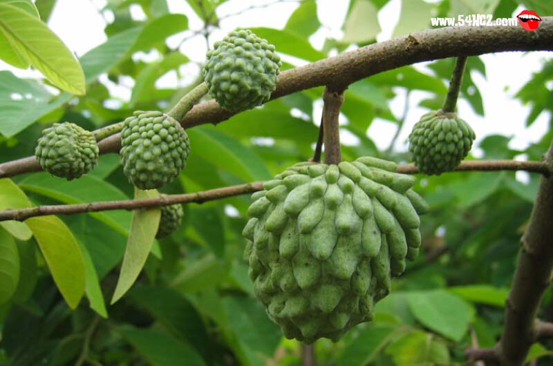 孕妇可以吃番<a href=/shicai/guopin/LiZhi/index.html target=_blank><u>荔枝</u></a>吗3