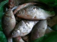 养生食谱大放送