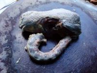 养生食谱大放送