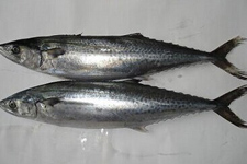 熏<a href=/shicai/shuichanpin/BoYu/index.html target=_blank><u>鲅鱼</u></a>的做法