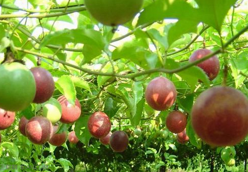 <a href=/shicai/rouqin/JiDan/index.html target=_blank><u>鸡蛋</u></a>果怎么吃