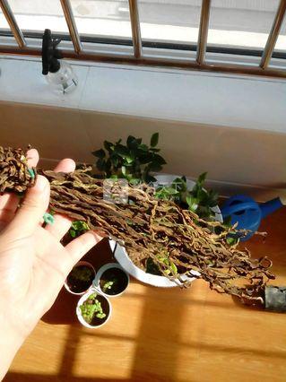 豇<a href=/shicai/mimian/DouGan/index.html target=_blank><u>豆干</u></a>