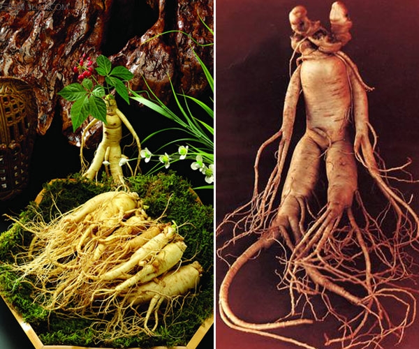 吃<a href=/shicai/shucai/RenSen/index.html target=_blank><u>人参</u></a>有哪些好处