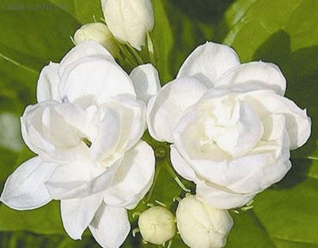 拥有不老容颜的养生花都有哪些