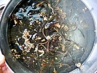 养生食谱大放送