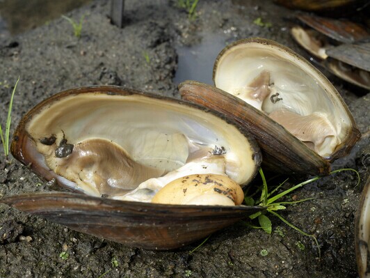 <a href=/shicai/shuichanpin/HeBang/index.html target=_blank><u>河蚌</u></a>怎么洗干净