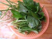 养生食谱大放送