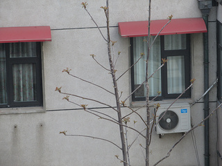 炸<a href=/shicai/shucai/XiangChun/index.html target=_blank><u>香椿</u></a>鱼