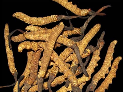 冬虫夏草怎么吃?吃冬虫夏草的禁忌