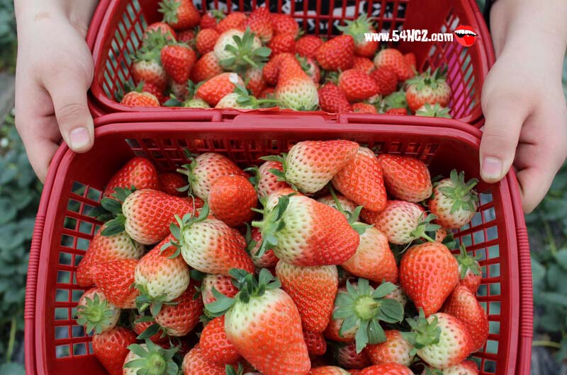 孕妇可以吃<a href=/shicai/guopin/CaoMei/index.html target=_blank><u>草莓</u></a>吗1