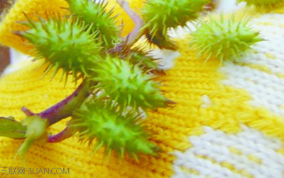 中草药苍耳子功效有哪些 盘点苍耳子的功效和作用