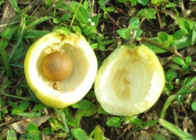 蒲<a href=/shicai/guopin/Tao/index.html target=_blank><u>桃</u></a>的功效与作用