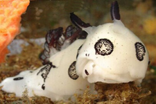 爆炒<a href=/shicai/shuichanpin/HaiTu/index.html target=_blank><u>海兔</u></a>