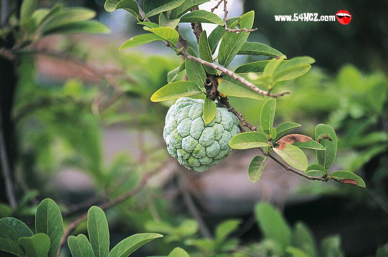 番<a href=/shicai/guopin/LiZhi/index.html target=_blank><u>荔枝</u></a>价格3