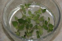 养生食谱大放送