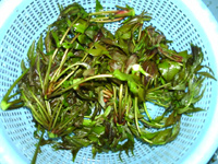 <a href=/shicai/shucai/XiangChun/index.html target=_blank><u>香椿</u></a>蛋糊饼