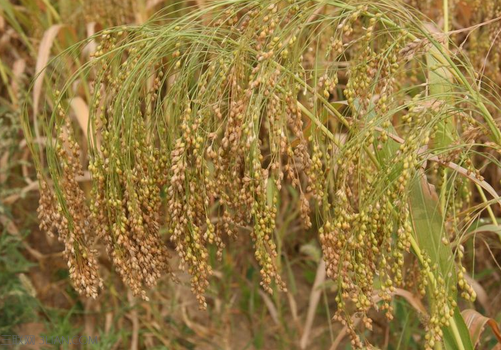 糜子的功效与作用