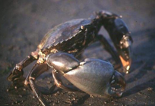 锯缘<a href=/shicai/shuichanpin/QingXie/index.html target=_blank><u>青蟹</u></a>的营养价值     