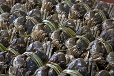 <a href=/shicai/shuichanpin/PangXie/index.html target=_blank><u>螃蟹</u></a>怎么蒸