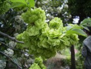 养生食谱大放送