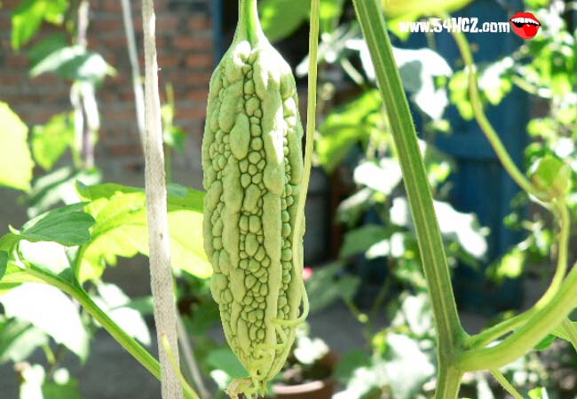 生吃<a href=/shicai/shucai/KuGua/index.html target=_blank><u>苦瓜</u></a>好不好1