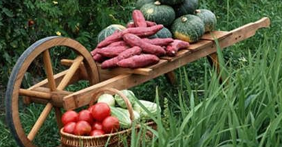 饮食常识:<a href=/shicai/shucai/HongShu/index.html target=_blank><u>红薯</u></a>在冬天千万不能乱吃