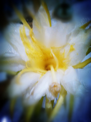 <a href=/shicai/rouqin/LongGu/index.html target=_blank><u>龙骨</u></a>花汤