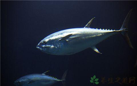 <a href=/shicai/shuichanpin/JinQiangYu/index.html target=_blank><u>金枪鱼</u></a>的营养价值_<a href=/shicai/shuichanpin/JinQiangYu/index.html target=_blank><u>金枪鱼</u></a>的食用功效