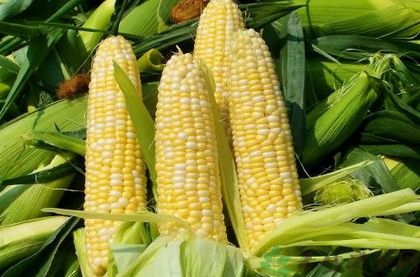 <a href=/shicai/mimian/YuMi/index.html target=_blank><u>玉米</u></a>怎么吃最营养